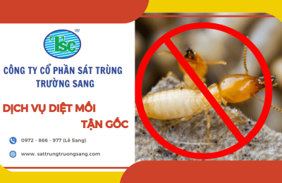 Diệt mối tận gốc uy tín, giá tốt tại TPHCM của Trường Sang