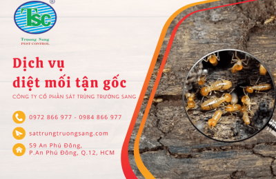 Tầm quan trọng của dịch vụ diệt mối chuyên nghiệp tận nhà